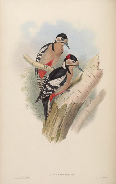 Picus cabanisi by John Gould